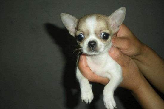 最小的狗是什么品种