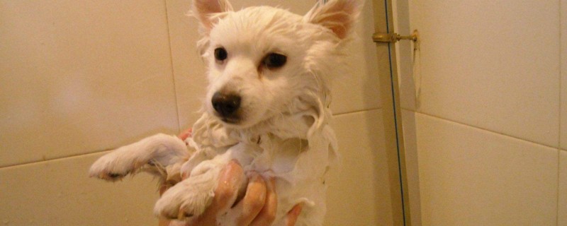 狗狗用什么洗澡比较好
