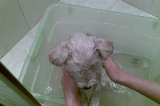 小狗什么时候可以洗澡