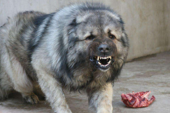 世界十大凶猛斗犬是哪十种狗