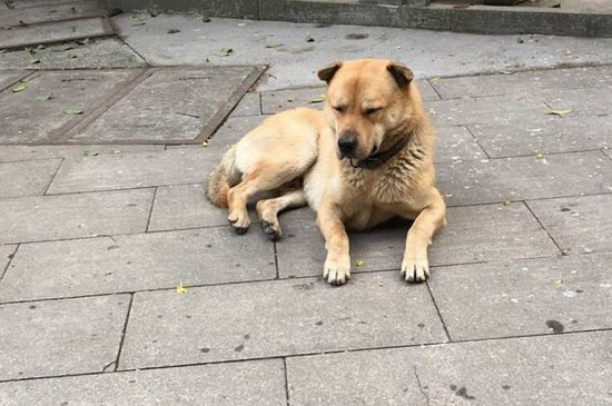 中华田园犬为什么在中国被禁养