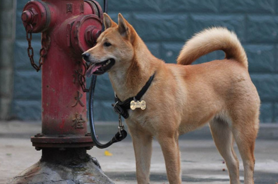 中华田园犬为什么在中国被禁养