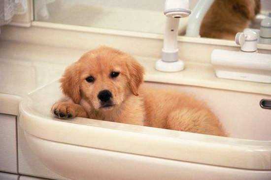 幼犬什么时候可以洗澡