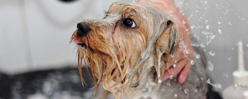 冬天怎么给狗狗洗澡