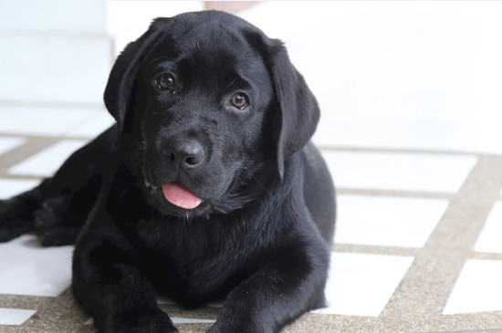 黑色拉布拉多犬多少钱一只，价格范围在1000～8000元