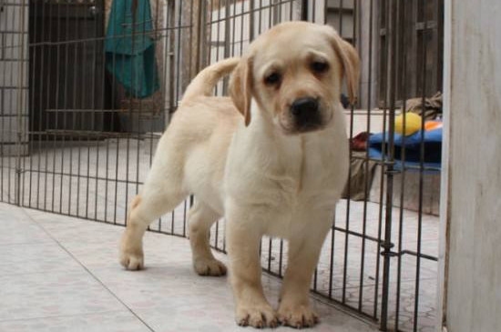拉布拉多犬多少钱一只幼仔，串串只要300赛级犬至少6000