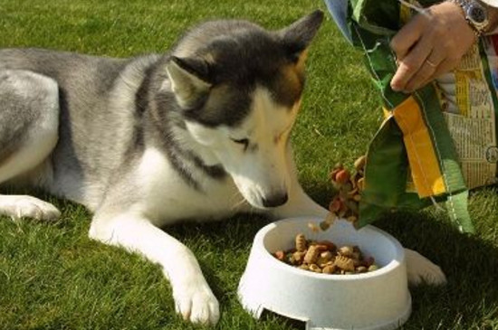 宠物狗一天吃多少狗粮