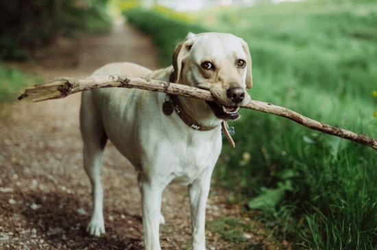 诊断狗狂犬六个标准