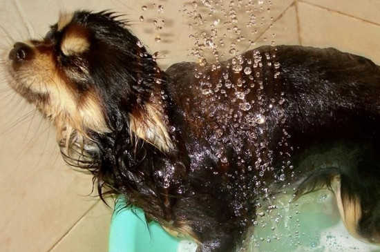 给狗狗洗澡的正确方法