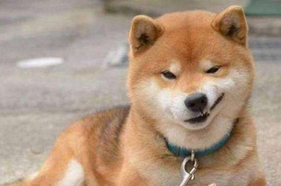柴犬为什么老笑