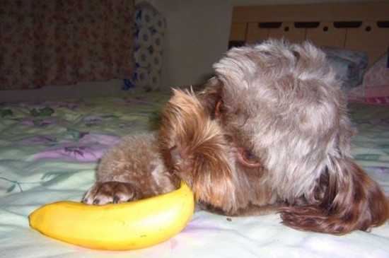 贵宾犬能吃什么水果