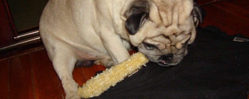 狗狗能吃玉米吗