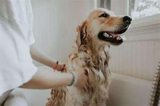 怎么给狗洗澡