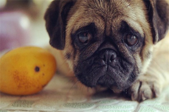 狗狗吃了芒果怎么办
