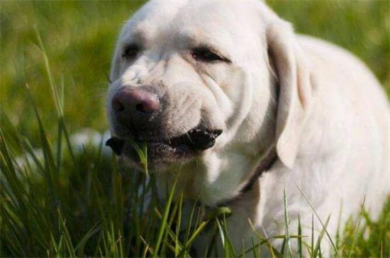 狗为什么吃草