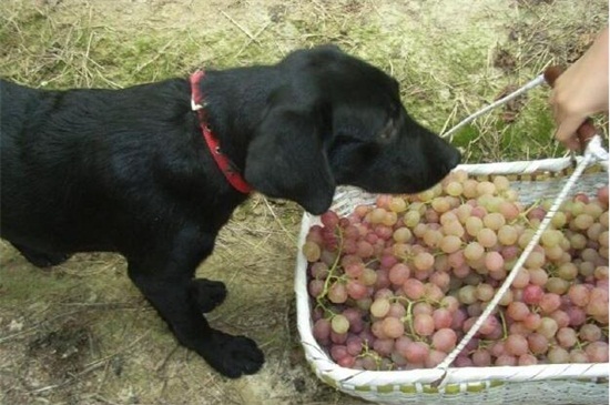 狗吃了葡萄怎么办