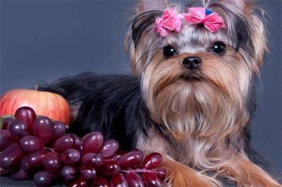 狗吃了葡萄怎么办