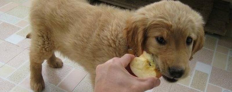 狗狗能吃苹果吗