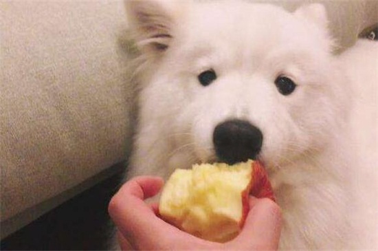 狗狗能吃苹果吗