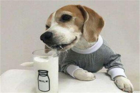 狗能不能喝牛奶
