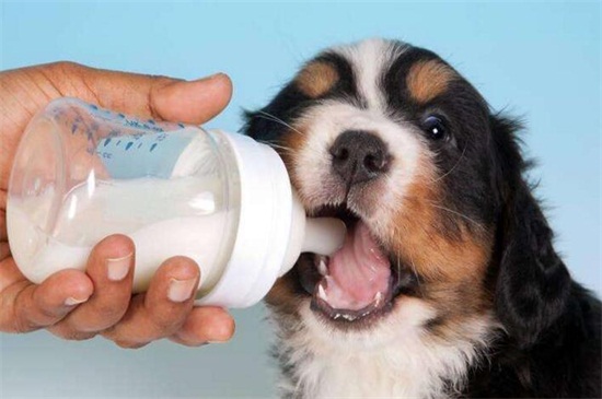 狗能不能喝牛奶