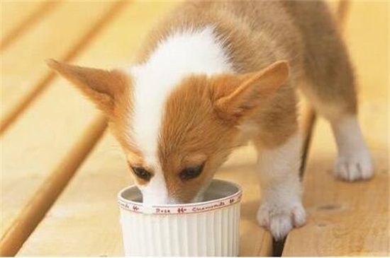 狗不爱吃食怎么办