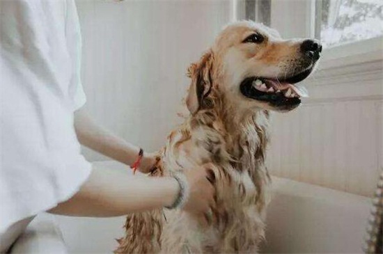怎样给狗狗洗澡