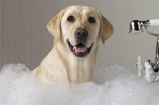 狗多大可以洗澡