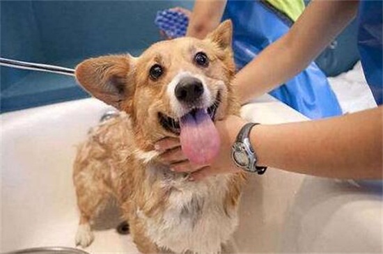 狗多大可以洗澡