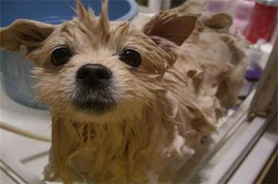 一个月的小狗能洗澡吗