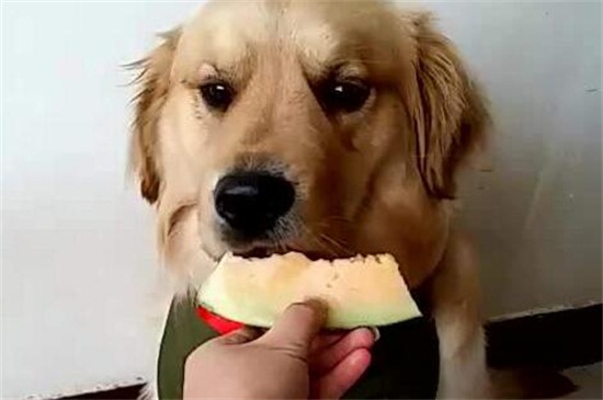 狗狗可以吃哈密瓜吗