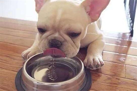 狗狗不爱喝水妙招