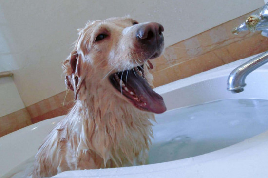 冬天狗狗要怎么洗澡