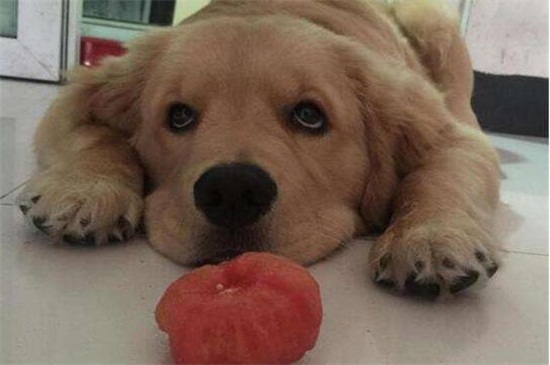 狗狗能吃西红柿吗