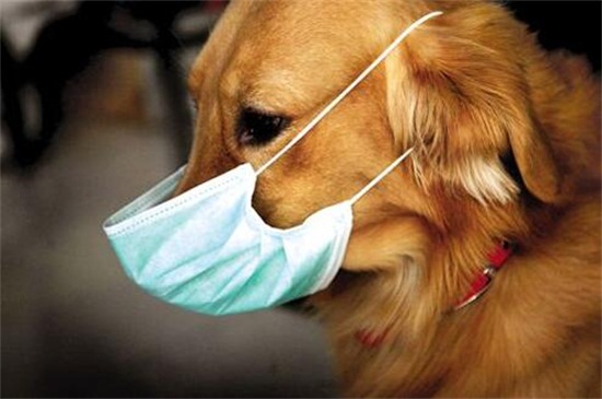狗狗发烧有什么症状