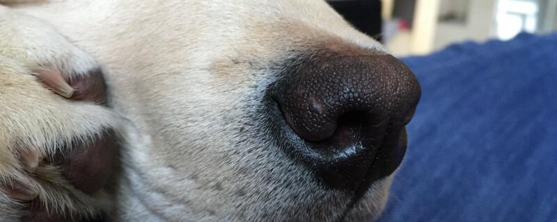 狗狗鼻子为什么会褪色