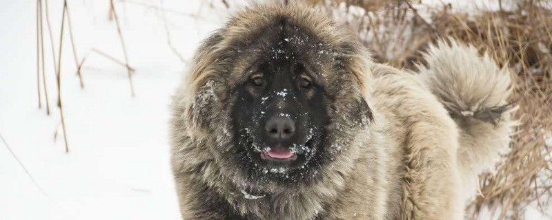 纽芬兰犬禁养原因