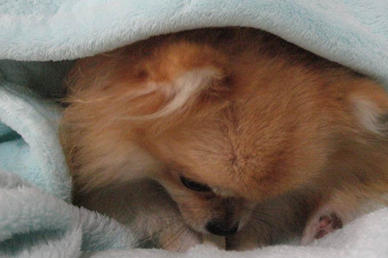 幼犬睡觉需要盖被子吗