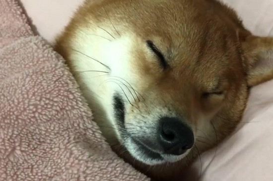 幼犬睡觉需要盖被子吗