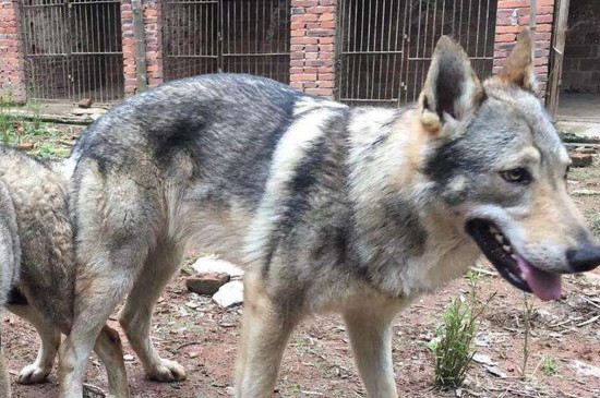 捷克狼犬在中国禁养吗