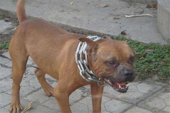 世界上最凶的狗第一名