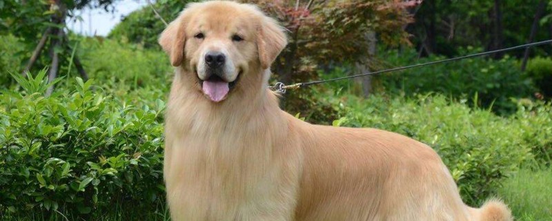 中国最受欢迎狗狗排名