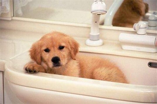 小狗几个月可以洗澡，满3个月并打完疫苗后才适合水洗