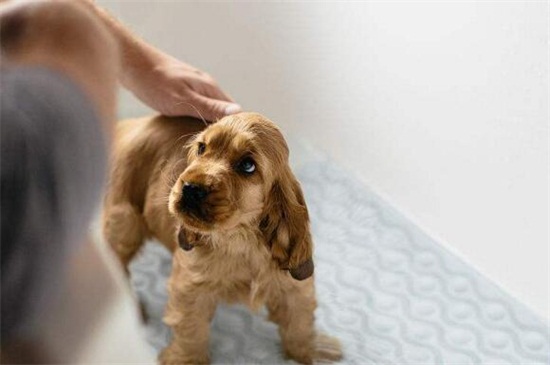 小狗几个月可以洗澡，满3个月并打完疫苗后才适合水洗