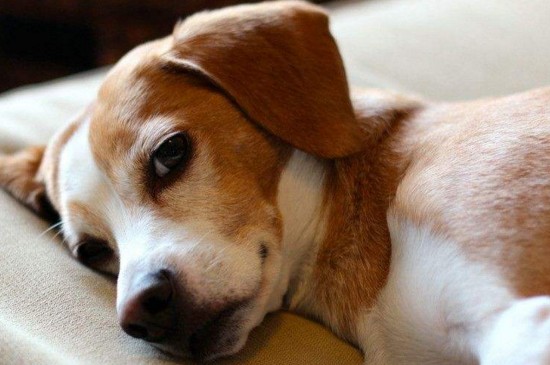 狗狗着凉的症状有哪些，流涕流泪食欲不振还呕吐腹泻
