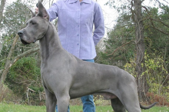 世界最高大的狗，英国獒犬高达70厘米重达311斤
