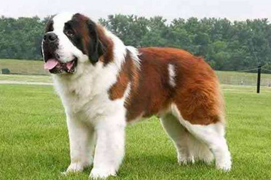 世界最高大的狗，英国獒犬高达70厘米重达311斤