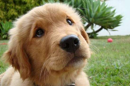 十大最可爱的狗，世界上最萌的狗排名