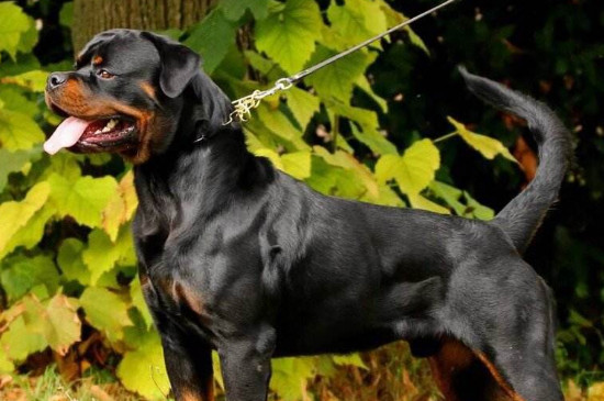 十大咬合力最强的狗，最凶猛的狗咬合力高达1360斤