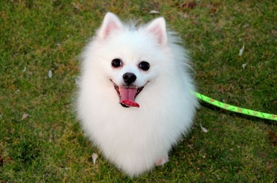 世界上最可爱的小狗，最萌的四大狗狗品种